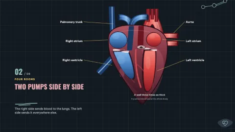 The Beating Heart — 2