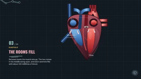 The Beating Heart — 3