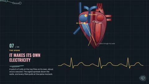 The Beating Heart — 7
