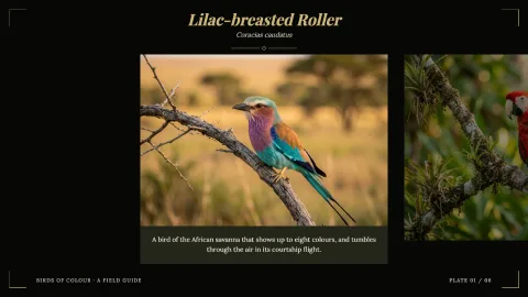 Birds of Colour — 1