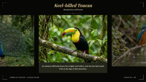 Birds of Colour — 4