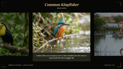 Birds of Colour — 5