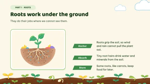 Sprout Lab — Plant Parts Daily Practice — 4