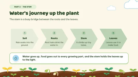 Sprout Lab — Plant Parts Daily Practice — 7