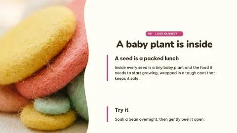 How a Seed Grows — 6