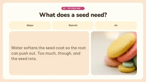 How a Seed Grows — 9